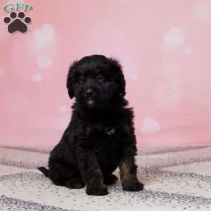 Lacy, Mini Bernedoodle Puppy